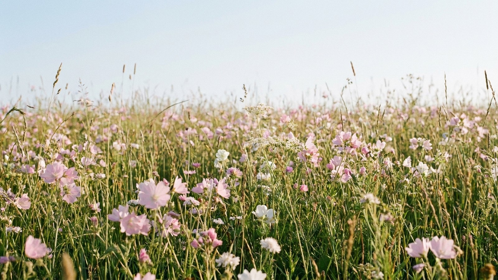 Une prairie fleurie au printemps baignée de lumière douce, fleurs pastel et ciel clair, ambiance tendre et nostalgique