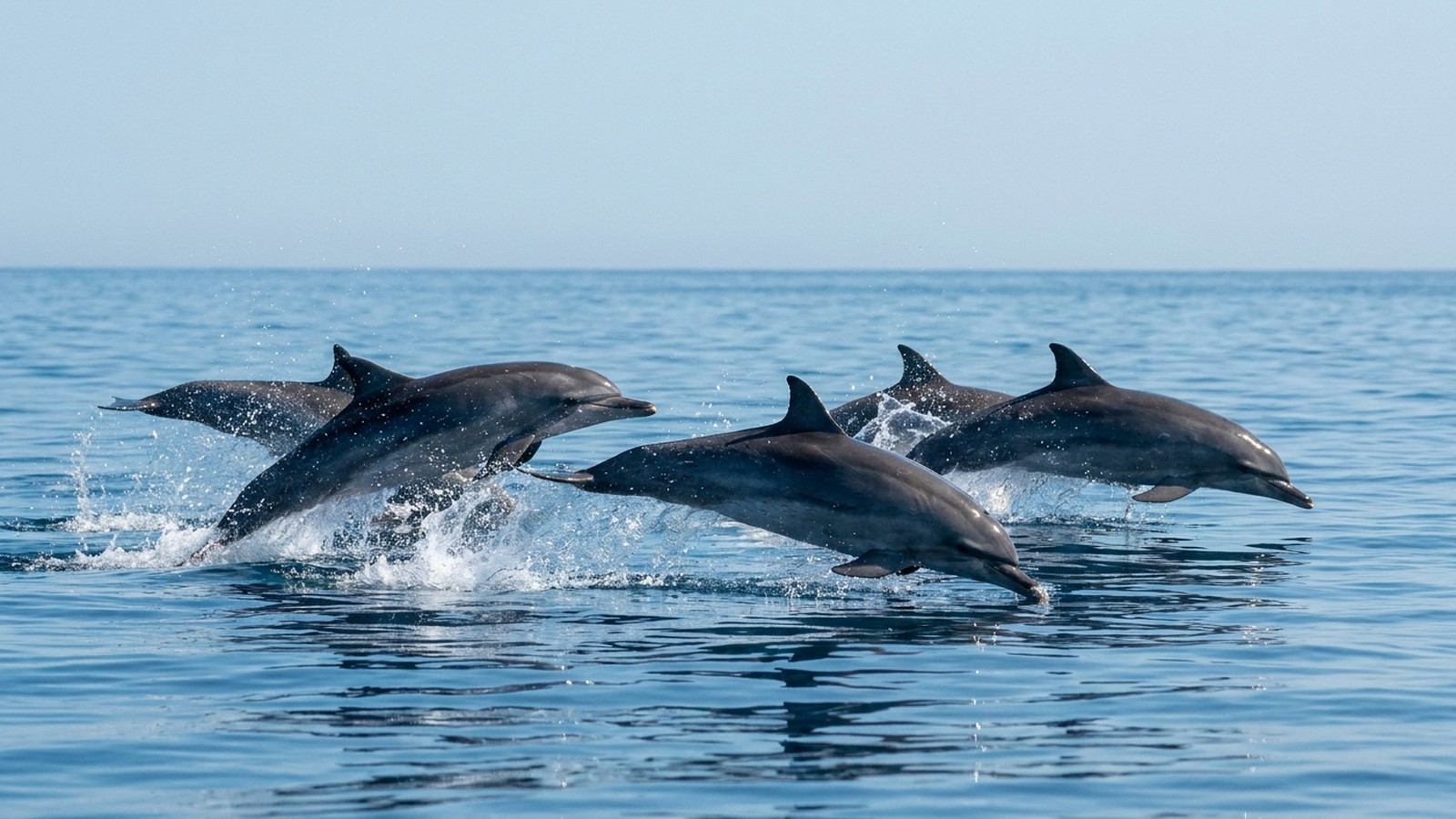 Des dauphins nageant et sautant hors d'une mer bleue et calme sous un ciel dégagé, éclaboussures d'eau, ambiance joyeuse