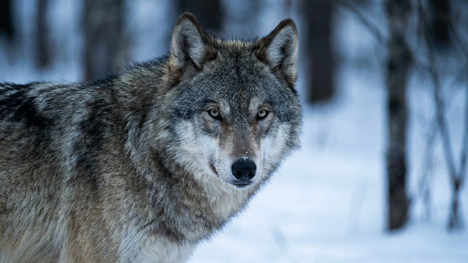 Un loup gris dans une forêt enneigée à la lumière froide du matin, regard intense, ambiance sauvage