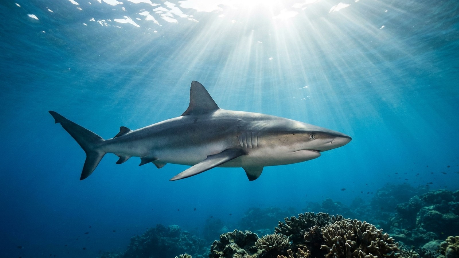 Un requin nageant dans une eau bleue limpide, rayons de lumière traversant la surface, ambiance sous-marine majestueuse